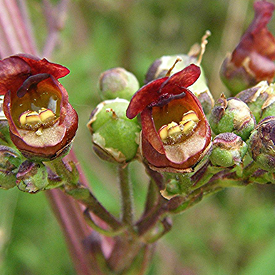 Water-figwort-Scrophularia-auriculata