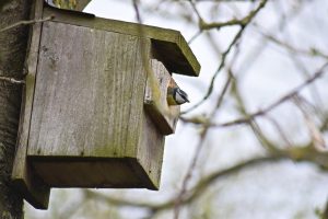 blue-tit-nest-box-daniel-challenger