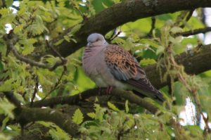 turtle-dove-matt-cox