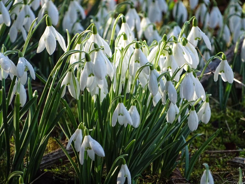 Snowdrops