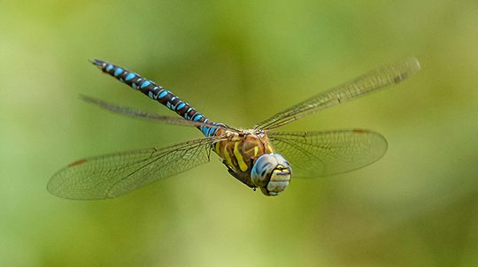 Southern-Migrant-Hawker1