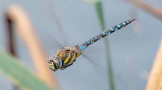 Southern-Migrant-Hawker2