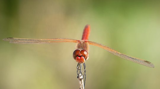 red-veined-darter-1