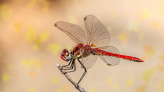 red-veined-darter