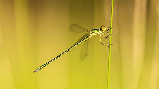 willow-emerald-1